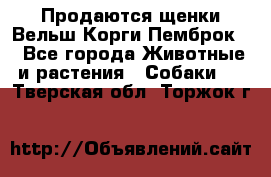 Продаются щенки Вельш Корги Пемброк  - Все города Животные и растения » Собаки   . Тверская обл.,Торжок г.